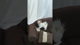 هر شب که میرسم خونه مورو استقبال گرمشو اینجوری نشون میده 