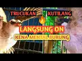 Lagu pancingan suara burung kutilang feat burung trucukan gacor😱😱 Pycnonotus aurigaster⁉️#trucukangacor