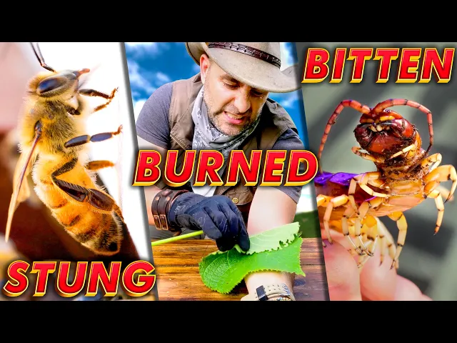 Video: Dangerous Killer Bees, Spiky Plants, & Giant Centipedes | A Triple Threat for Coyote!