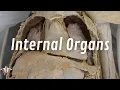 The Real Human Body Internal Organs of the Thorax