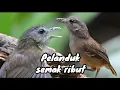 Download Lagu pelanduk semak ribut pikat dan masteran