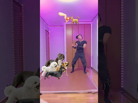 犬達をなだめるのが上手い男がヤバすぎる… The guy who’s so good at calming down dogs is absolutely incredible🐕