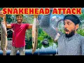 Download Lagu හුංගන්ට පෙරේත! 😱 Red Line Snakehead Fishing at Daduru Oya Dam @Kavishkadilshanwijayarathna 
