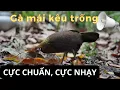 Download Lagu Tiếng gà mái rừng rặc gọi trống chuẩn nhất