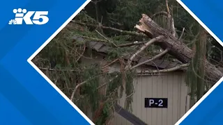 High winds pummel PNW as power agency job cuts worry local leaders