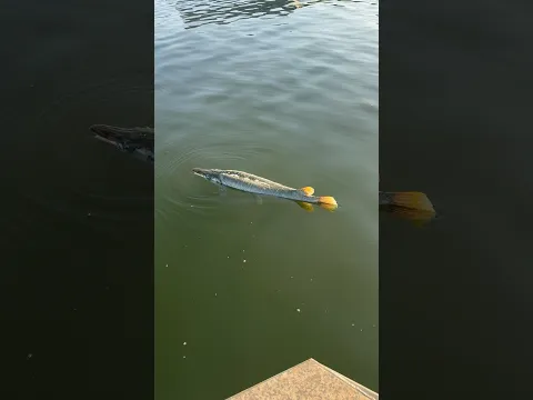 What Do You Think Happened to this Fish? 😢