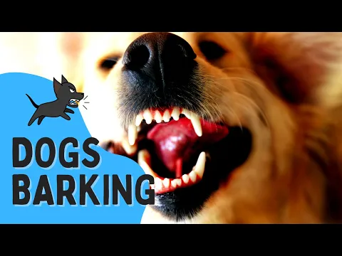 Download MP3 REAL Barking Dog Sounds || Woof Woof! | Live Dogs Barking