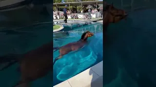 الخيل الاصيل كيف يسبح دندنها