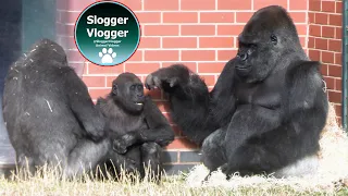 Little Gorilla Aarde Stomps at Silverback Oumbi