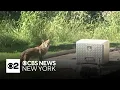 New Jersey coyote attacks put dog owners on alert