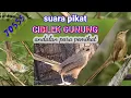 Download Lagu suara pikat CIBLEK GUNUNG terbaru.suara andalan para pemikat jitu