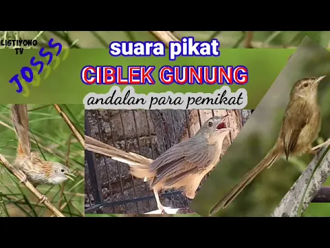 Download MP3 suara pikat CIBLEK GUNUNG terbaru.suara andalan para pemikat jitu