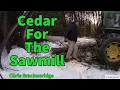 Logging Cedar And More Calves