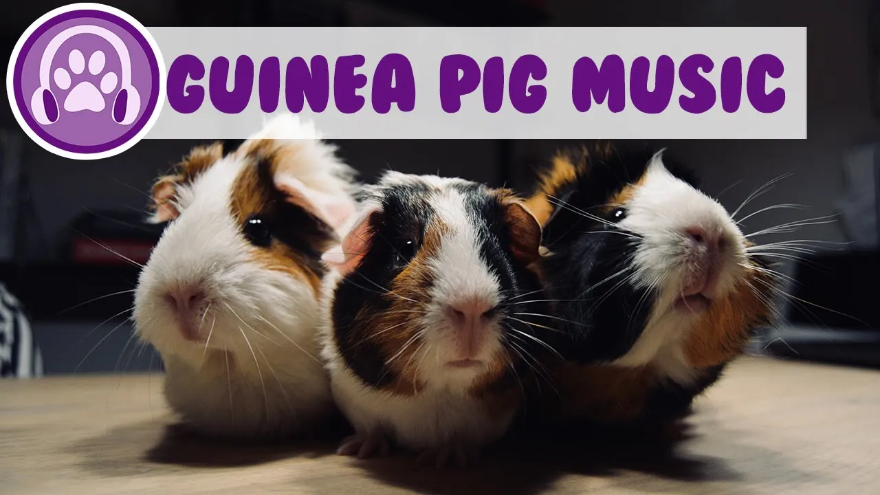 3 Hour Music Video for Guinea Pigs - Natural Stress and Anxiety Relief! 3 Hour Music Video for Guinea Pigs - Natural Stress and Anxiety Relief!