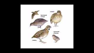صوت الفري       الفري      السمان      صوت السمان جديد                         صوت الفر جديد  فرمدمج دندنها