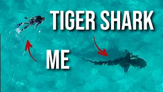 Boat life – Tiger shark swim – Alternative ocean lifestyle Ep 119