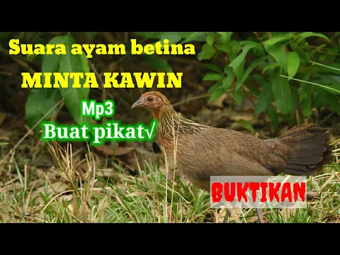 Download MP3 suara ayam hutan merah betina mp3