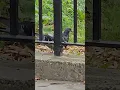 Download Lagu Graceful pigeons #1187 #shorts #pigeon #bird #birds #kabootar #youtubeshorts #peace #grace