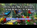 Download Lagu MP3 Pikat Khusus Burung Kolibri 💯% Ampuhh