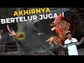 Download Lagu WARNING Ayam Petelur Anda Mungkin BERTELUR Juga Setelah 1 Bulan!
