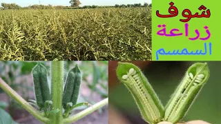                                                                                         دندنها