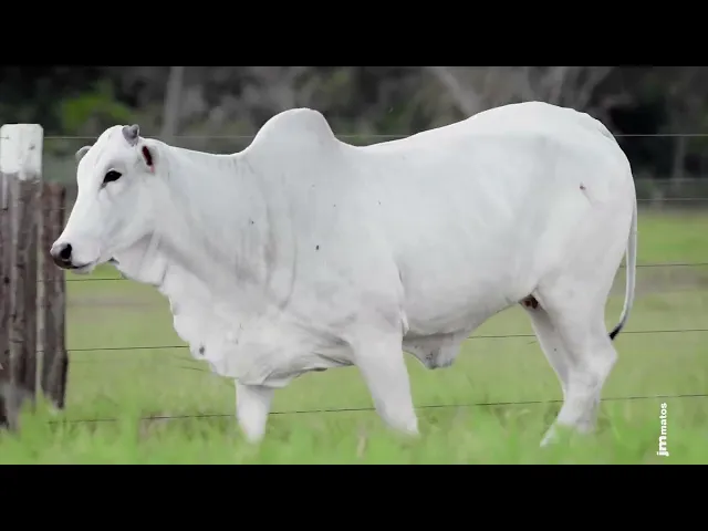 Novilha Nelore AFOM - 5367