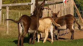 donkeys meet for the first time heartwarming u0026 hilarious moment 