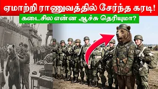 போர்க்களத்தில் பீர் குடித்த கரடி! | நம்பமுடியாத ஹிஸ்டரி!