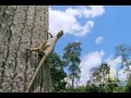Flying Snakes and Leaping Lizards National Geographic