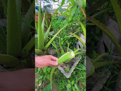 Sharing how to properly prune aloe vera branches.