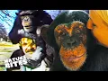 The Incredible Journey of a Language-Learning Chimp Animal Conversations Nature Bites