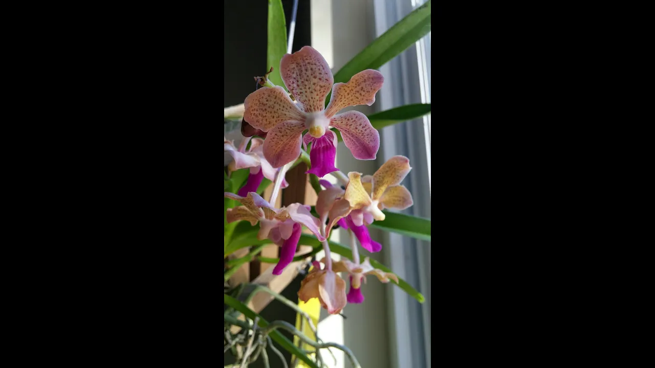 JACKSONVILLE ORCHID SHOW