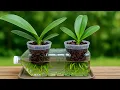 Download Lagu The secret to growing orchids in water bottles! Flowers bloom profusely and never have root rot
