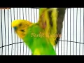 Download Lagu PARKIT GACOR ! full materi tembak beset crecet masteran murai C ijo anis kacer / Budgie Parakeet