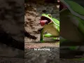 Download Lagu Tarantulas Keep Frogs As Pets? 😮