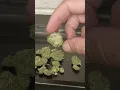 Bubba Star dog bubba Star dawg strain review