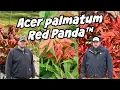 Acer palmatum Red Panda Best Bright Orange-Red Japanese Maple