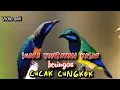 Lagu SUARA TEMBAKAN KASAR BERIGAS CUCAK CUNGKOK || SUARA ISTIMEWA
