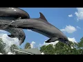 Lagu Dolphin Adventures At SeaWorld Orlando 4.4.23