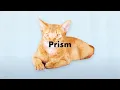 Download Lagu AmPm / プリズム feat. みゆな (Lyric Video) -TVアニメ「フルーツバスケット」2nd season オープニングテーマ -
