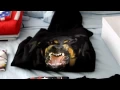 Franalations Givenchy Collection