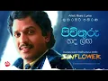 Download Lagu PIWITHURU HADA LANGA | KUMARASIRI PATHIRANA with Sunflower