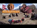 Download Lagu Searching \u0026 Digging Yarsagumba 🇳🇵