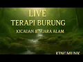 Download Lagu LIVE RELAKSASI: Sungai Jernih + Kicauan Burung Tropis | Terapi burung stres