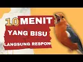 Download Lagu LANGSUNG NYAUT 10000 % ‼️ ANIS MERAH MACET BUNYI JIKA DENGAR SUARA INI PASTI NYAUT LANJUT GACOR | 14