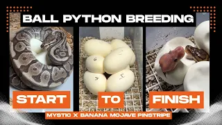Ball Python Breeding (Mystic x Banana Mojave Pinstripe 