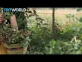 Mexico Medical Plants Mexico is renowned for the indigenous medicinal