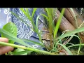 After the Rain 🌧️ | Nature Looks Magical | Nature in My Way