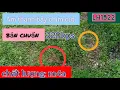 Download Lagu Tiếng cút mồi bẫy. âm thanh chuẩn  320kps- Định dạng nhạc ogg