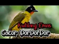Download Lagu Suara Pikat Kutilang Emas Gacor DorDorDor